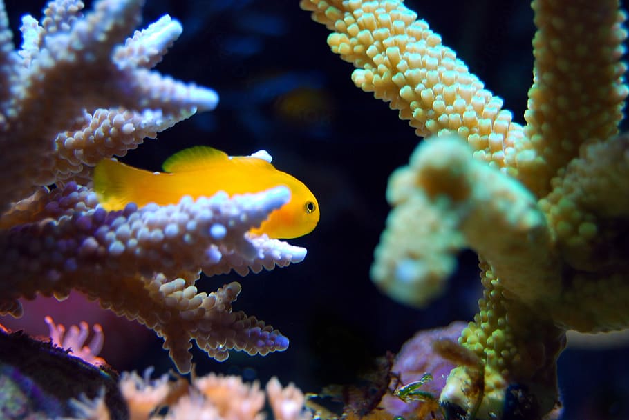underwater photography of yellow fish, coral, reef, sea, ocean