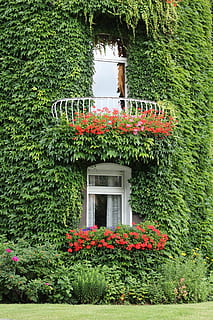 green leafed vine plants during daytime, ivy, facade, ivy leaf HD wallpaper