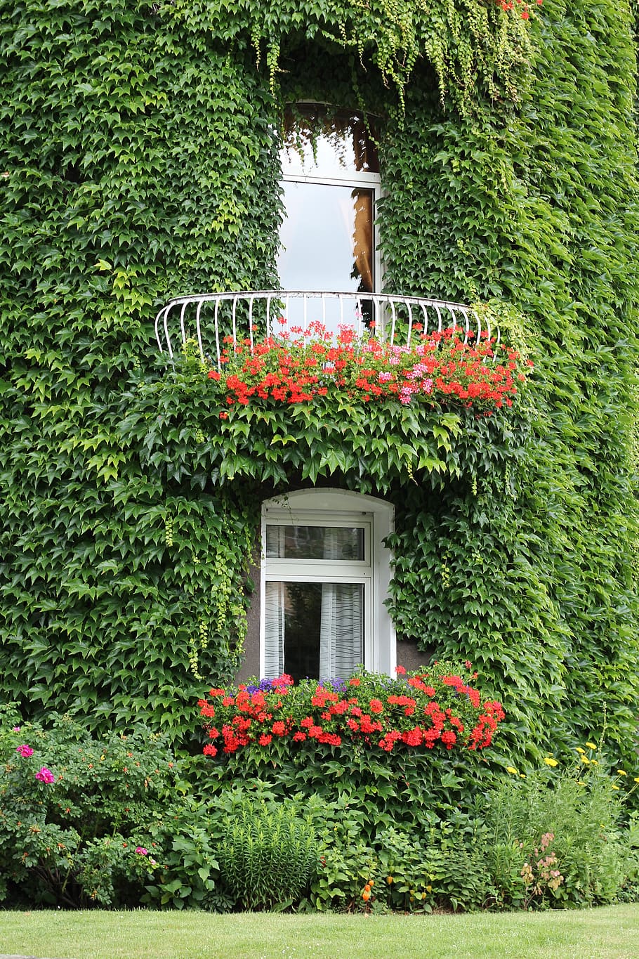 green leafed vine plants during daytime, ivy, facade, ivy leaf HD wallpaper