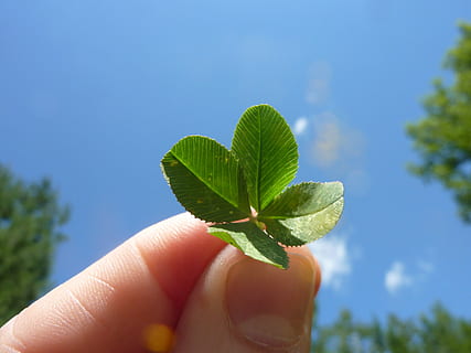 person holding four leaves, four leaf clover, nature, leafed HD wallpaper
