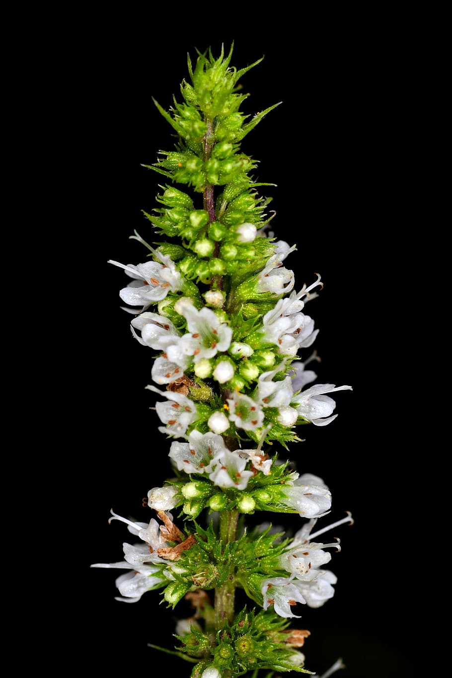 blossom, bloom, close, white, macro, wild flower, plant, growth HD wallpaper