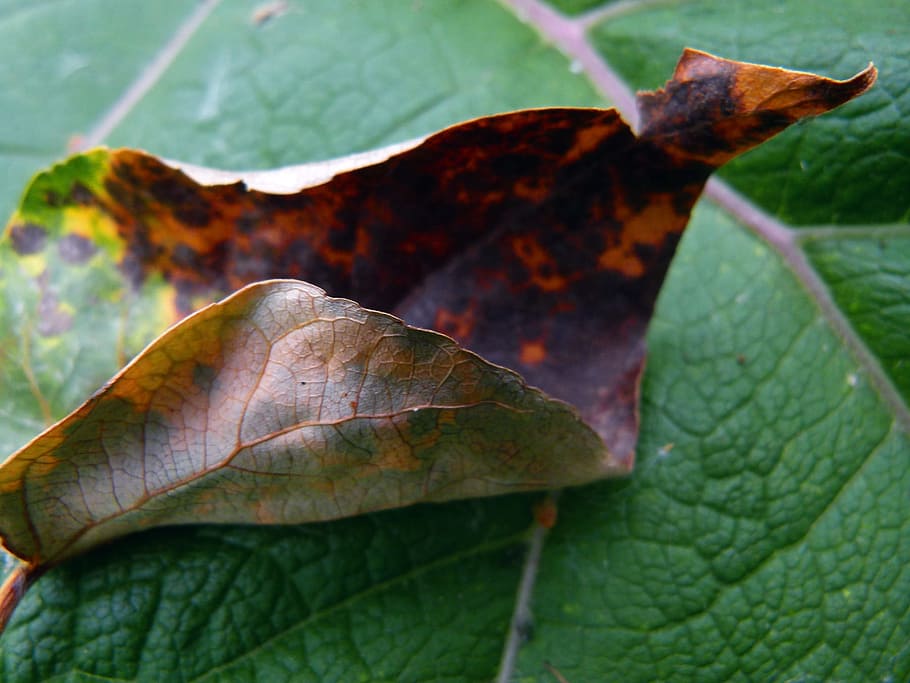 Leaf, Fall, Dead, Season, autumn, october, foliage, brown, seasonal HD wallpaper
