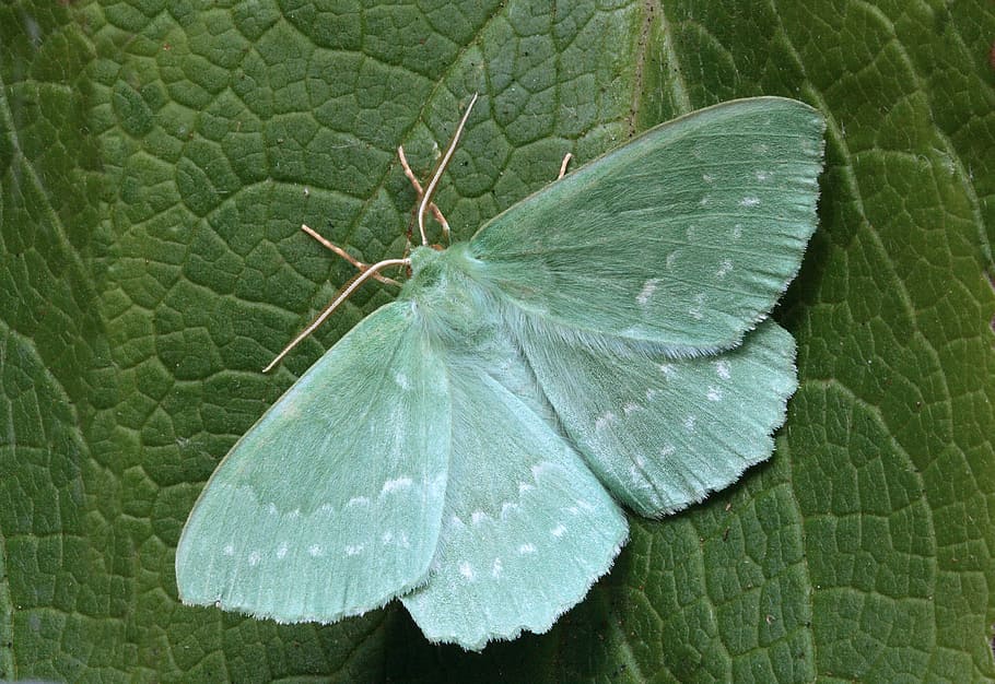 green butterfly perched on green leaf, moth, macro, lepidoptera HD wallpaper