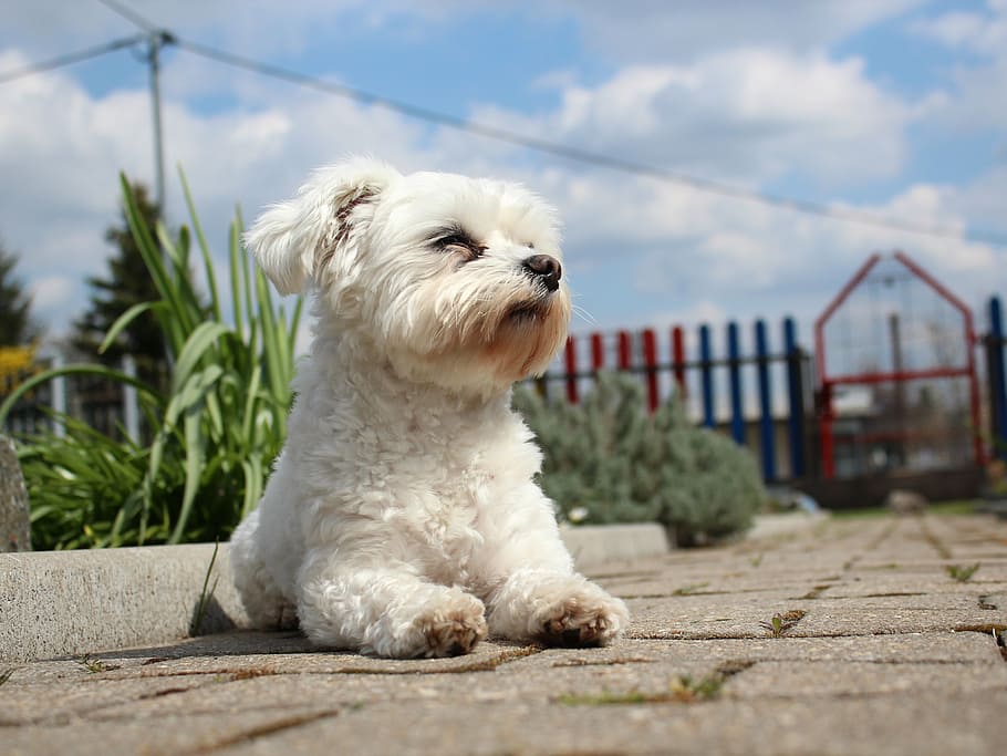 white Maltese puppy lying on ground, animal, dog, race, pet, small dog