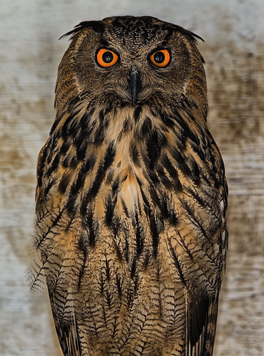 Owl, Bird, Nocturne, animal wildlife, bird of prey, one animal HD wallpaper