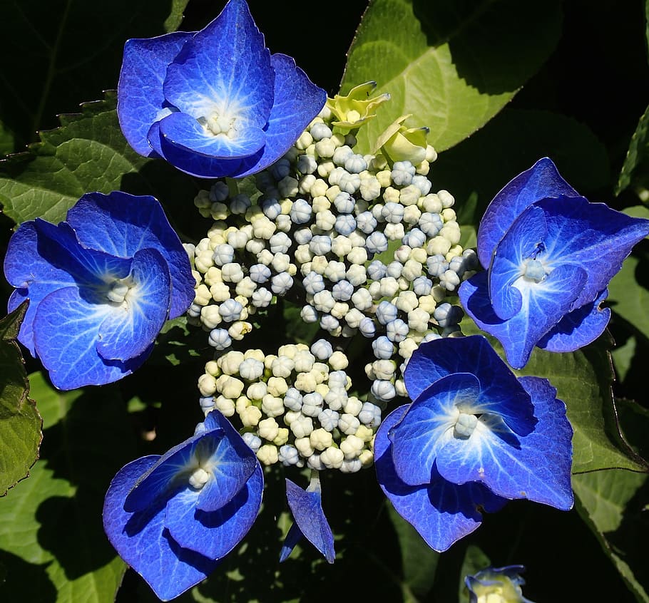 hydrangea, blue, petal, flower, color, colorful, nature, flowering plant HD wallpaper