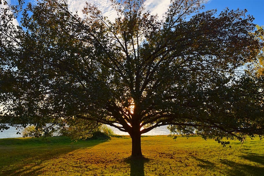 tree, sunset, light, autumn, shadow, nature, landscape, sunlight HD wallpaper
