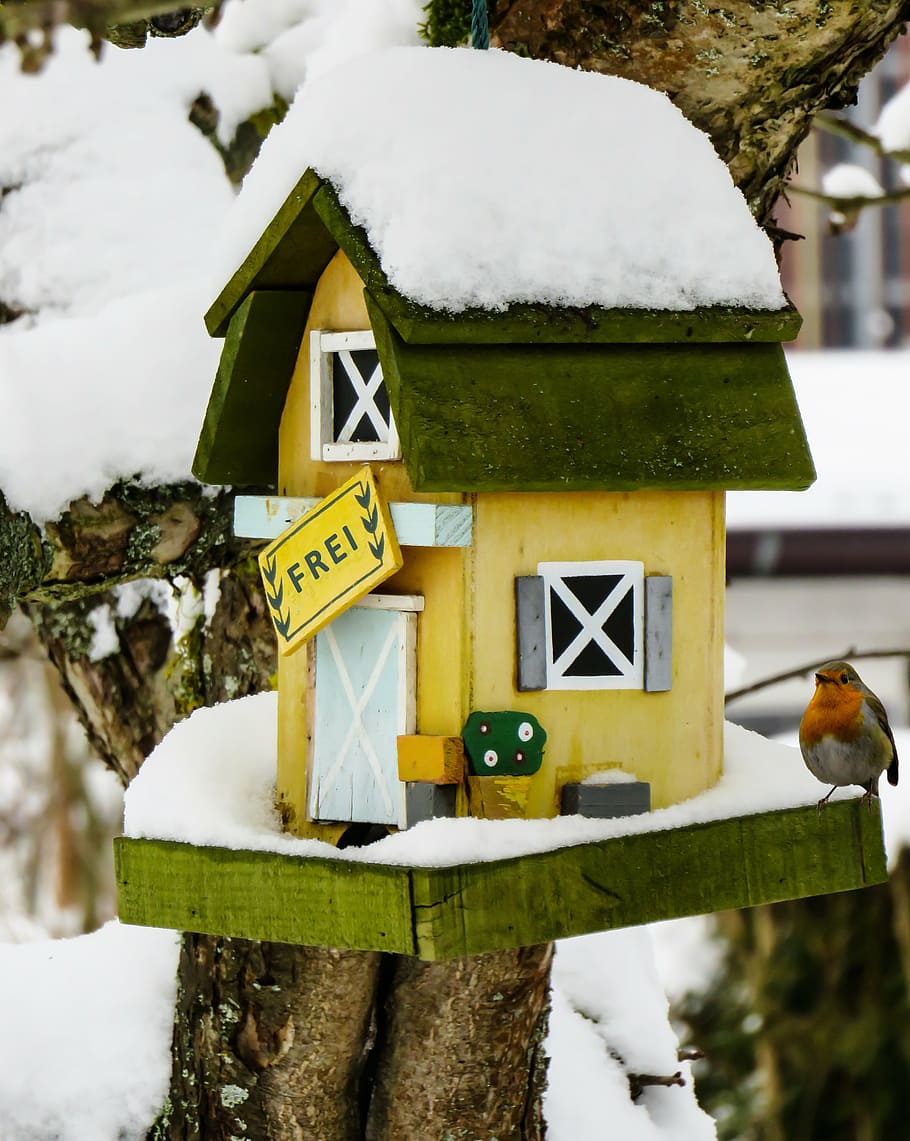winter, aviary, snow, bird, robin, snowy, feeding, garden, cold HD wallpaper