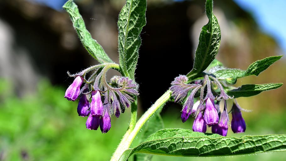 comfrey, spring, nature, wildflower, flowering plant, insect HD wallpaper