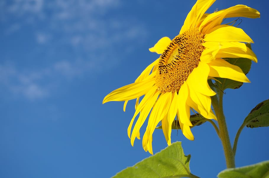 sunflower, sky, bees, nature, agriculture, blue, plant, yellow HD wallpaper