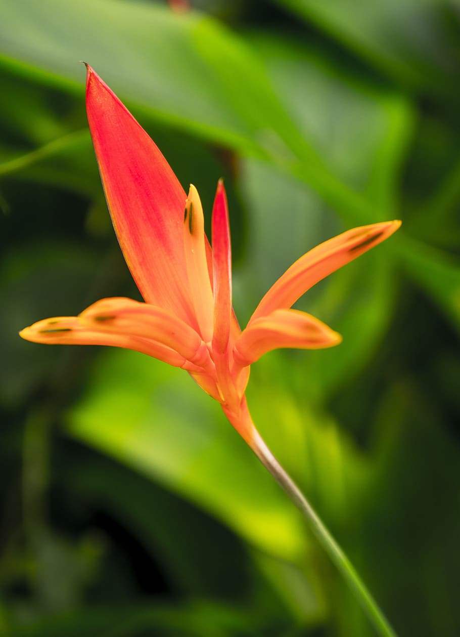 lily, red, natural, flowering plant, beauty in nature, fragility HD wallpaper