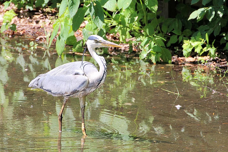 grey heron, eastern, bird, water, plumage, intervention, animal wildlife HD wallpaper