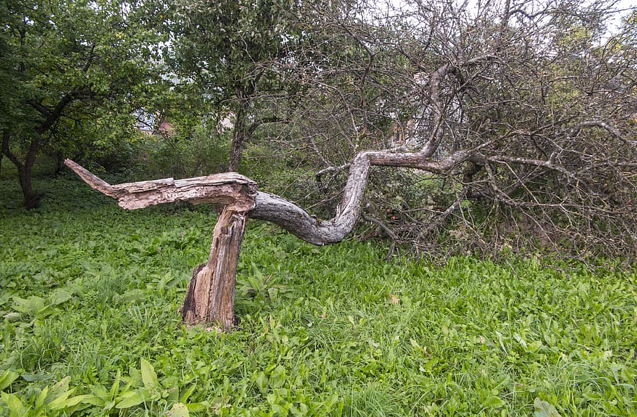 broken, tree, storm, nature, wood, trunk, damage, fallen, natural HD wallpaper