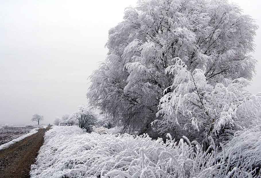 Tree, Frozen, Winter, Field, Alsace, france, cold, frost, nature HD wallpaper