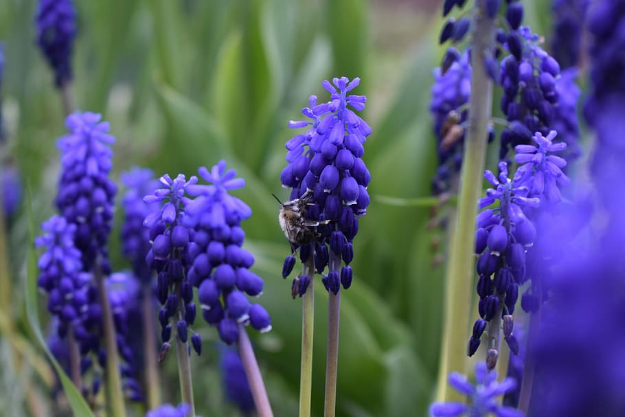 Flowers, Bee, Pollination, Violet, spring, nature, insect, purple HD wallpaper