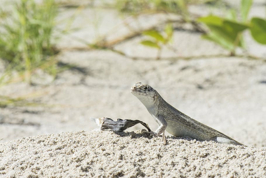 cuba, holiday, lizard, beach, caribbean, sea, nature, reptile HD wallpaper