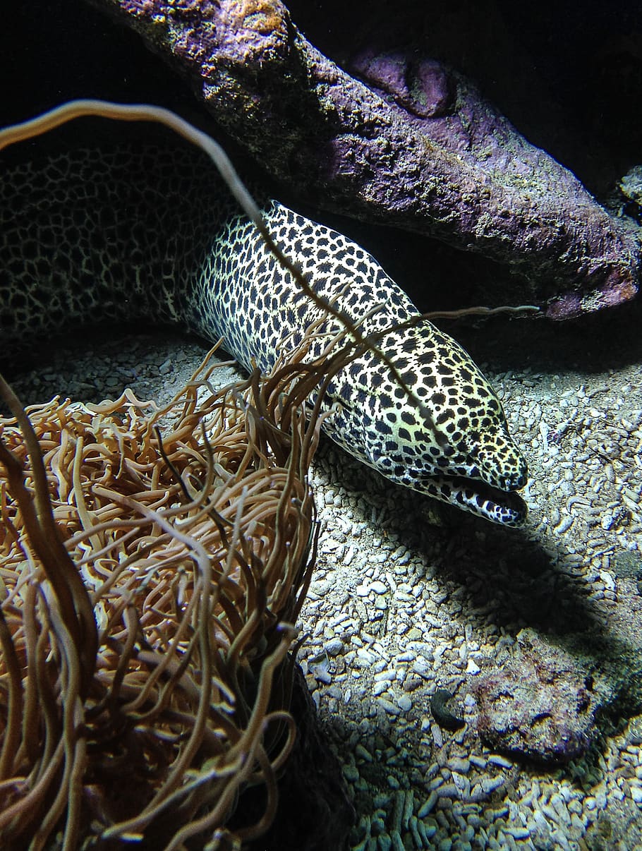 fish, moray, algae, no people, animal, close-up, animals in the wild HD wallpaper