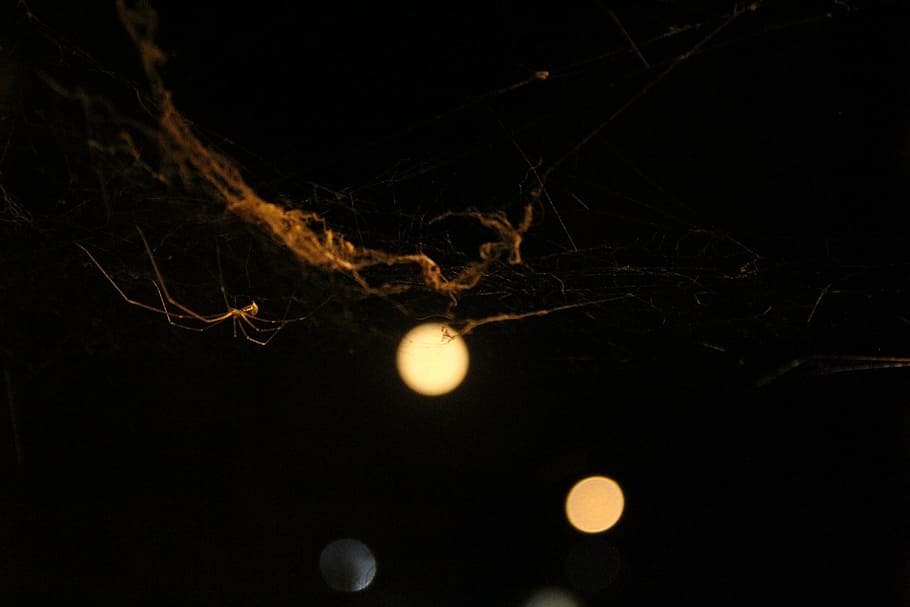 spider, web, arachnid, approach, night, no people, black background HD wallpaper