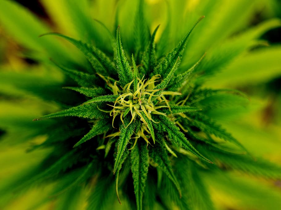 close up photography of green linear leaf plant, leafy, marijuana, HD wallpaper
