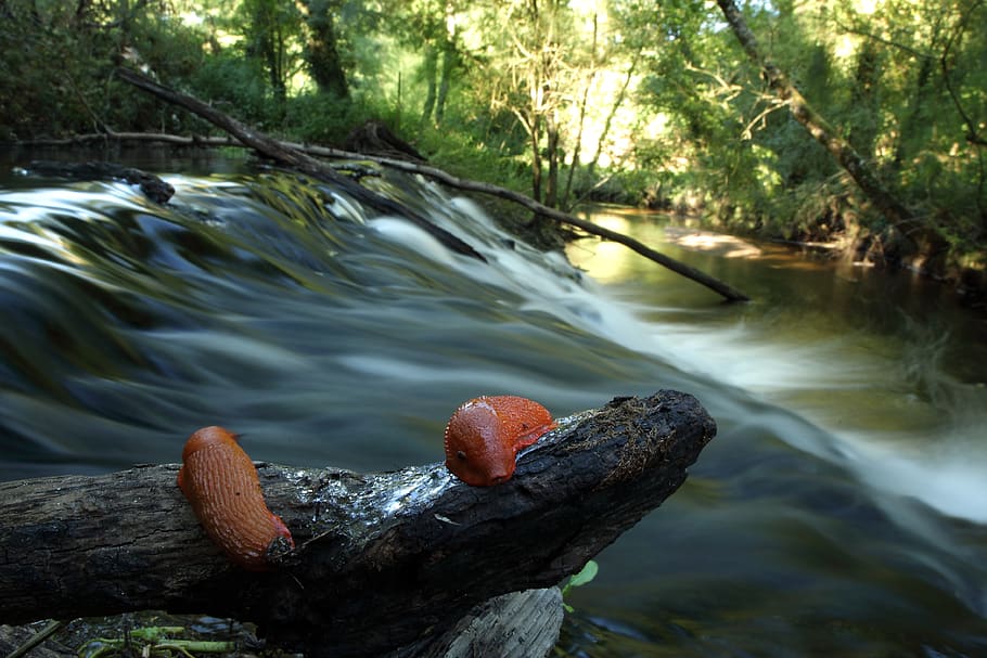 river, slug, orange, water, tree, plant, nature, day, forest HD wallpaper