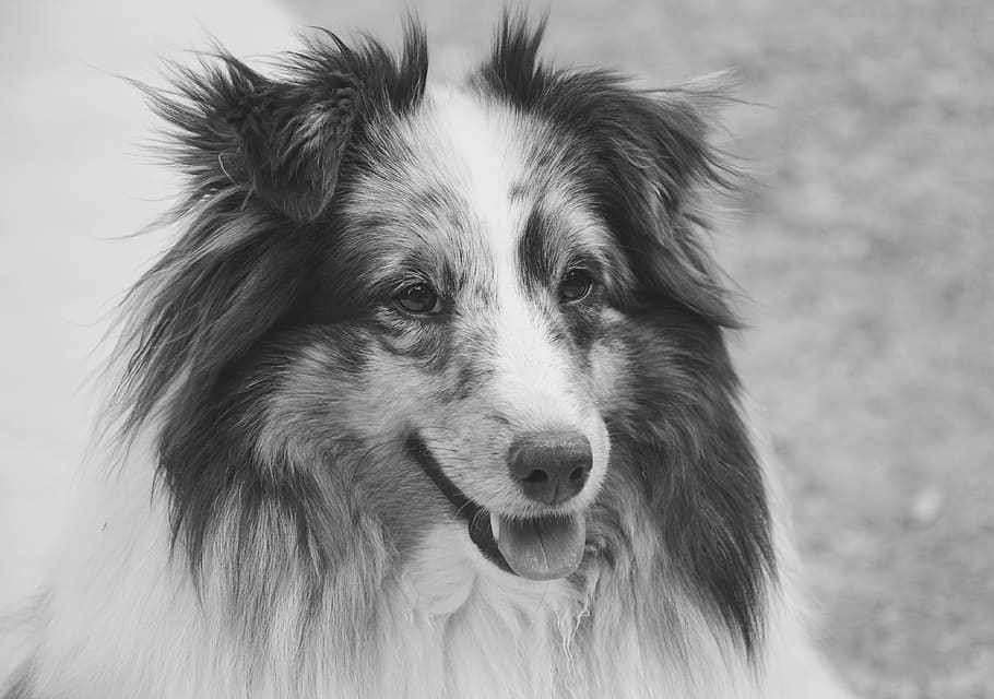 dog, shetland sheepdog, portrait, photo black white, head, female, HD wallpaper