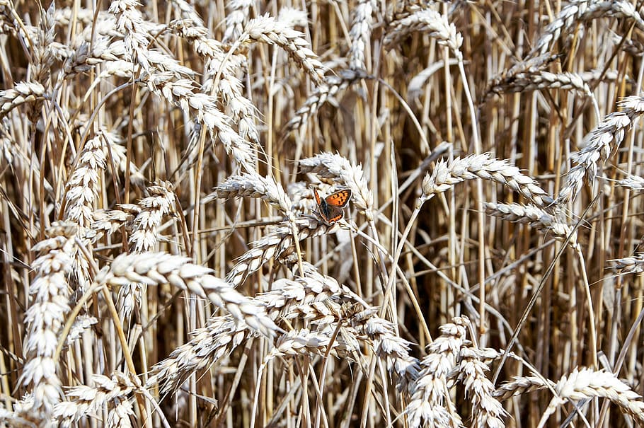 cereals, wheat, straw, graze, harvest, rural, butterfly, plant HD wallpaper