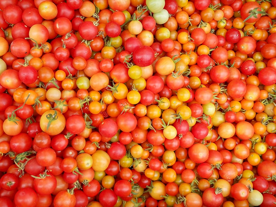 tomatoes, food, fruit, vegetable, meal, healthy, organic, diet HD wallpaper