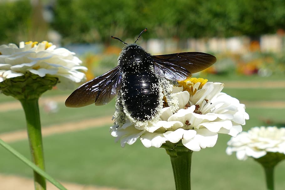 bumblebee, bug, pollen, fertilization, seed, black, close up HD wallpaper
