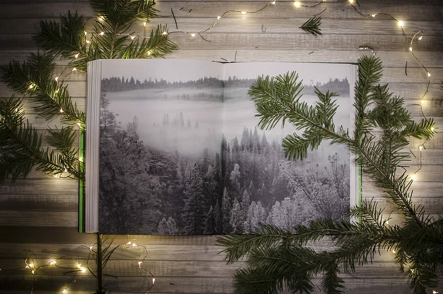 tall trees near lake poster beside string lights, string lights on brown wooden surface