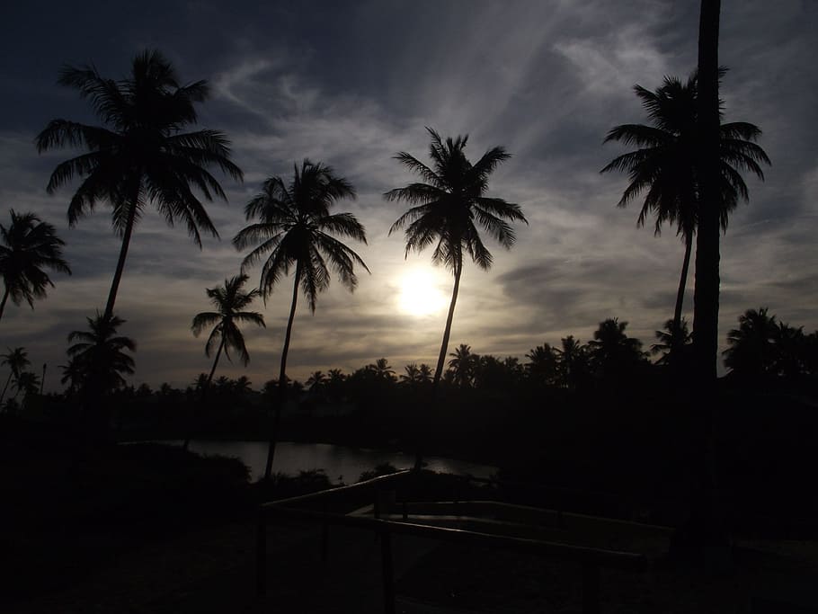 Sun, Beach, Palm Trees, Tropical, Dusk, dark, night, evening HD wallpaper