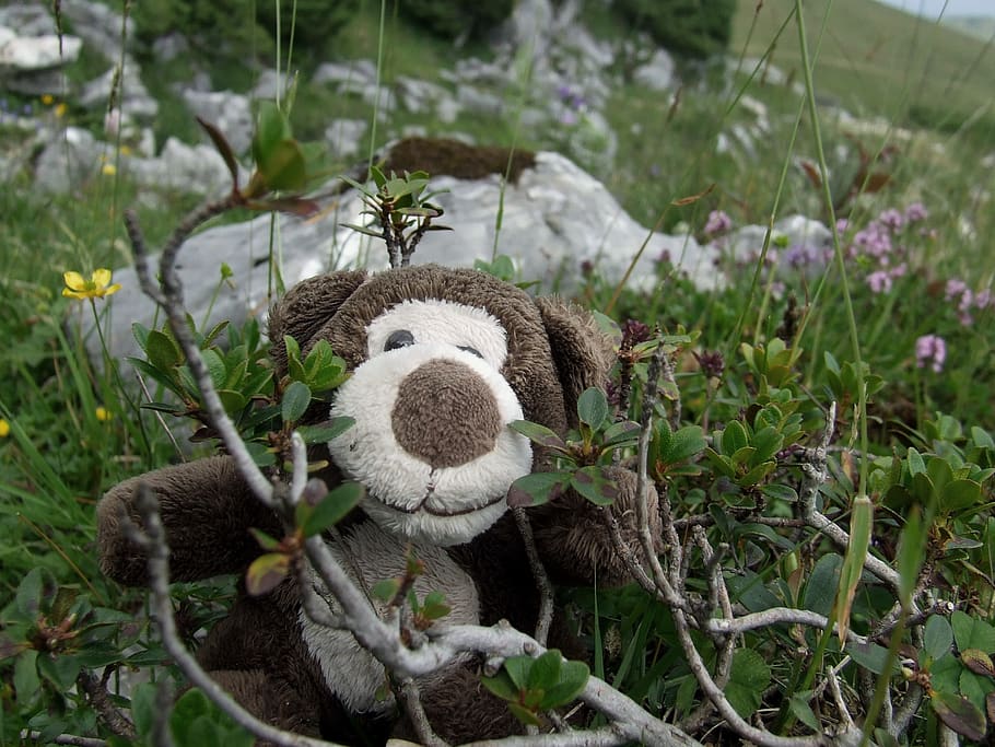 field, teddy bear, blueberries, excursion, plant, growth, nature HD wallpaper