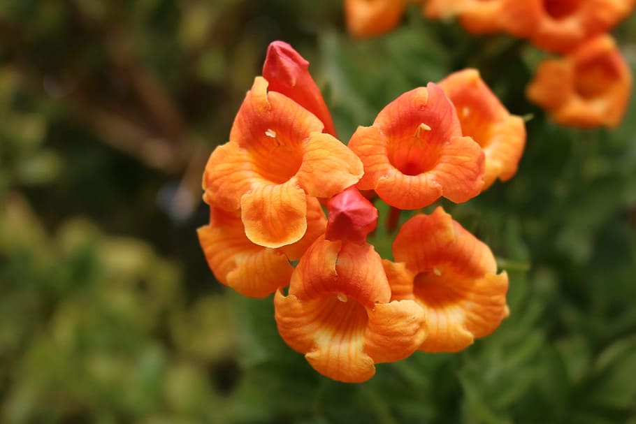 flower, nature, flora, leaf, garden, flowering plant, freshness HD wallpaper