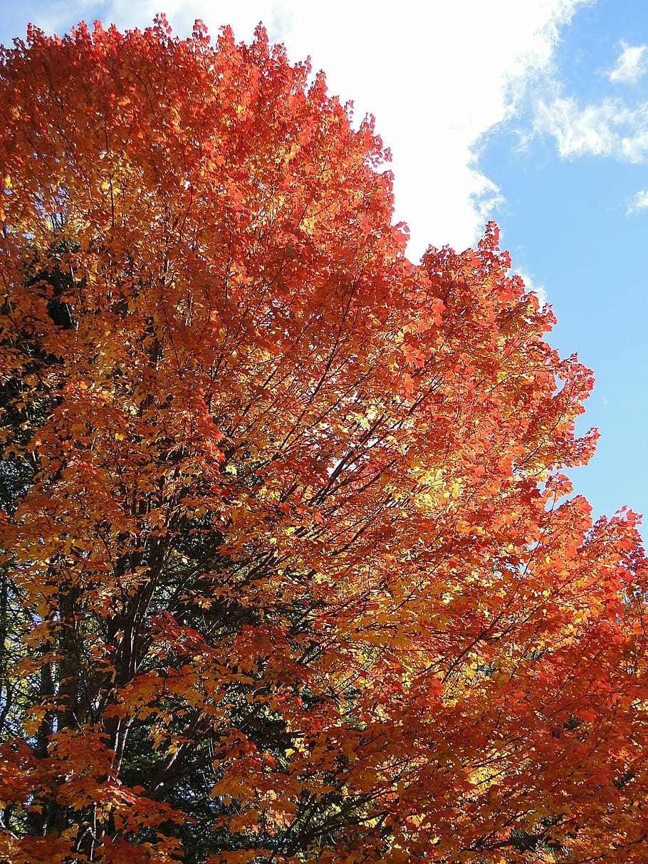 foliage, fall, autumn, orange, tree, leaves, nature, october HD wallpaper