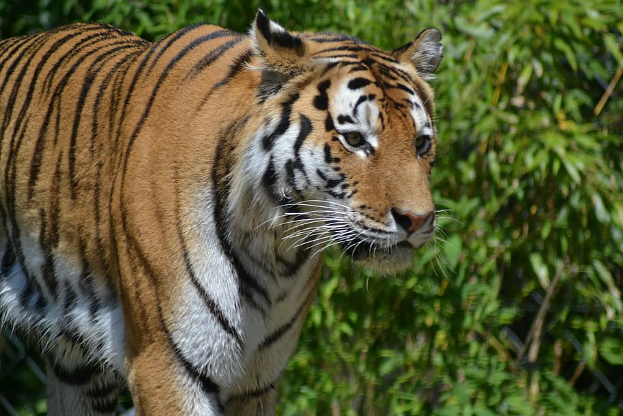 Tiger, Zoo, Dangerous, Big Cat, predator, close, one animal HD wallpaper