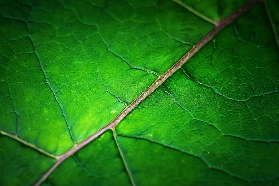 macro photography of green leaf, structure, texture, background HD wallpaper