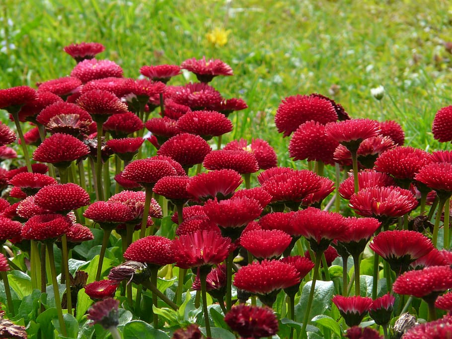 flower, daisy, red, close, plant, rob roy, summer, cultivar HD wallpaper
