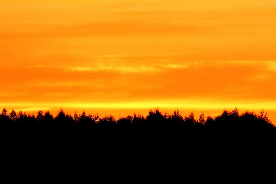 silhouette, tree sunset, landscape, evening sky, afterglow HD wallpaper