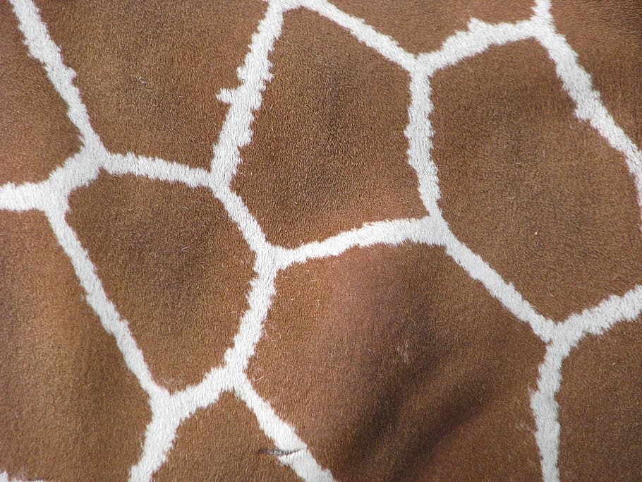 brown and white fleece cloth, giraffe, animal, skin, nature, zoo, HD wallpaper