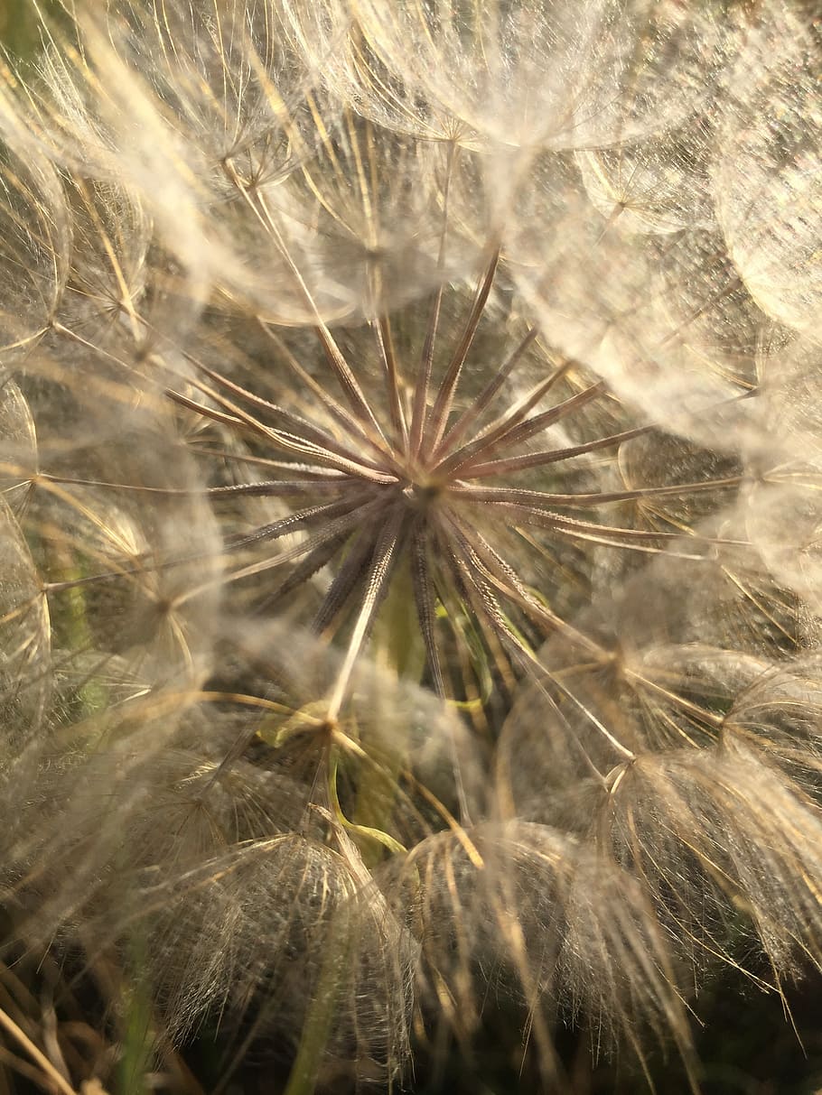 dandelion, mood, close, flying seeds, background, seasons, filigree HD wallpaper