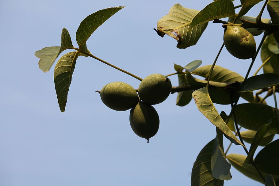 walnut, plant, close, nature, late summer, fruit, food, leaf HD wallpaper