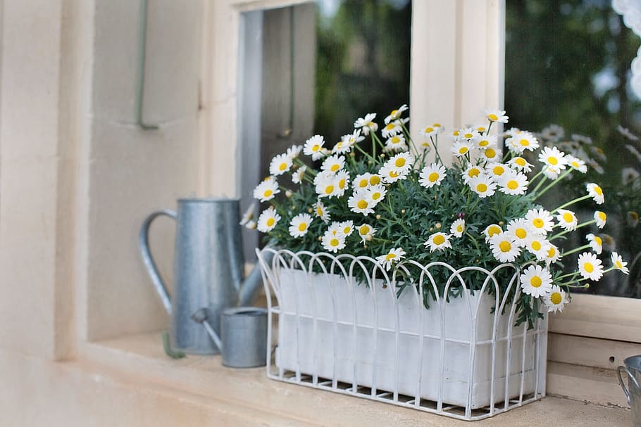 white-and-yellow Daisy flower in gray metal pot near metal watering can