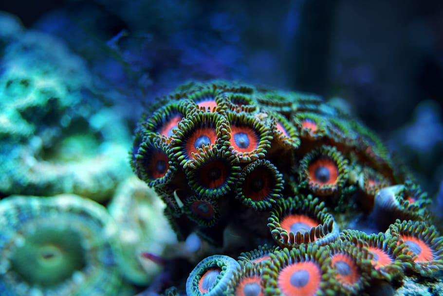 red-blue-and-green sea anemones close up photo, coral, reef, underwater