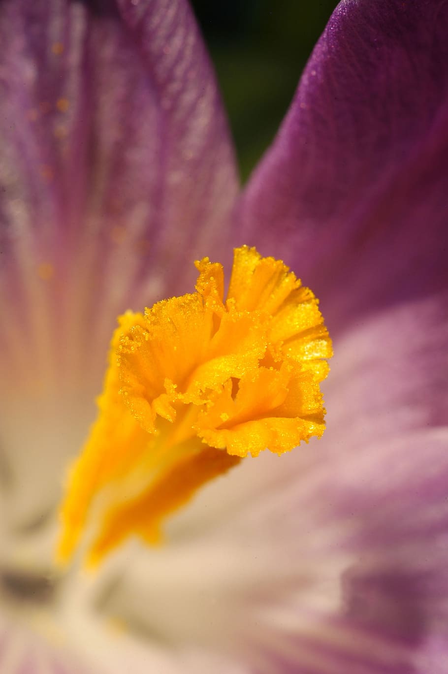 crocus, spring, flower, nature, flowering plant, fragility HD wallpaper