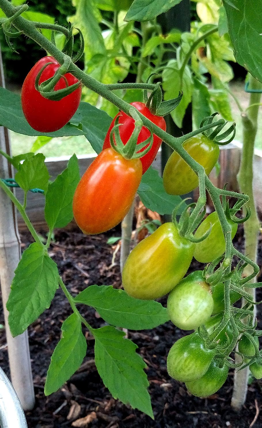 Fruit, Tomato, Red, Garden, Flavor, salad, food, food and drink HD wallpaper