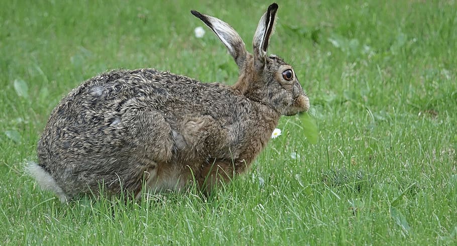 animal, hare, long eared, cute, rodent, sweet, rabbit, spoon HD wallpaper