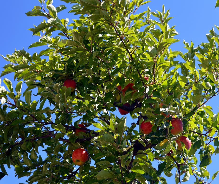 apple tree, branches, healthy, vitamins, fruits, red, bio, garden HD wallpaper