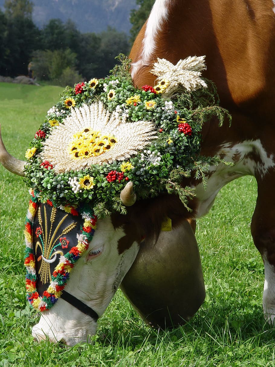 brown and white cow eating green grass, almabtrieb, customs HD wallpaper