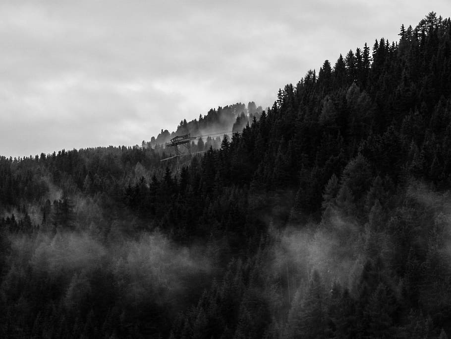 green pine trees with white fogs under gray sky during daytime, grayscale photography of forest covered by fog HD wallpaper