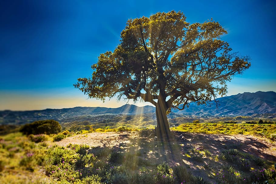 tree, sunbeams, nature, landscape, sky, light, meadow, plant HD wallpaper