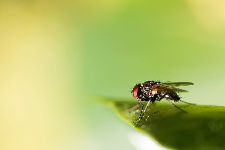micro photography of black fly on green leaf, black housefly on green leaf HD wallpaper